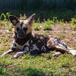 African Wild Dog