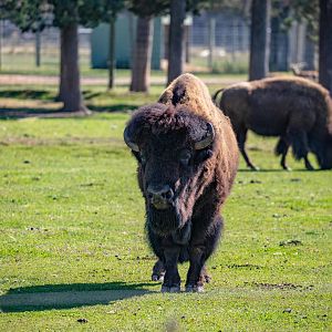 American Bison