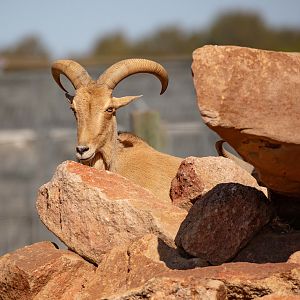 Aoudad