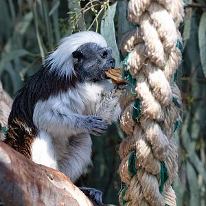 Cottontop Tamarin