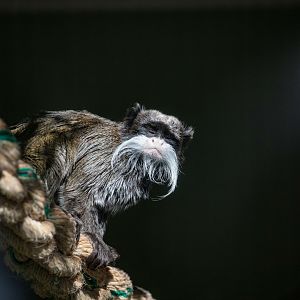 Emperor Tamarin