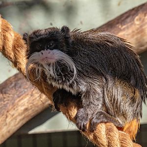 Emperor Tamarin