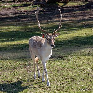 Fallow Deer buck
