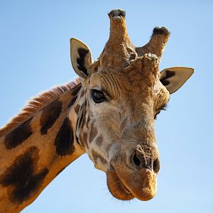 Giraffe bull