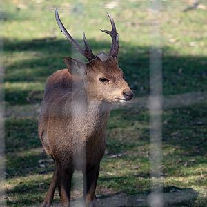 Hog Deer buck
