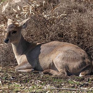Hog Deer