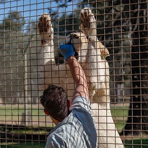 Feeding a white lion
