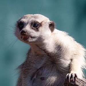Meerkat