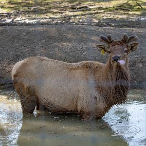 Wapiti