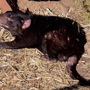 Tasmanian Devil