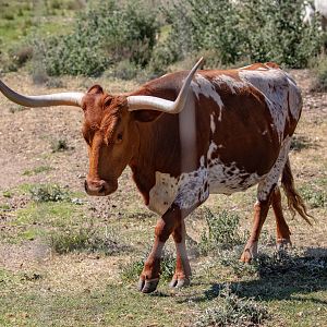 Texas Longhorn