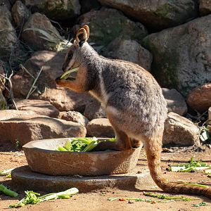 Yellow-footed Rock Wallaby