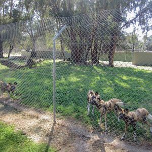 African Wild Dog enclosure