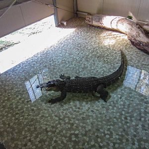 American Alligator