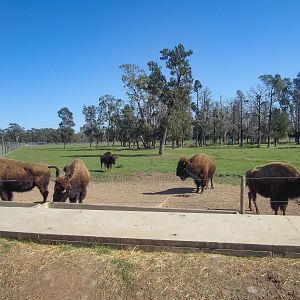 American Bison enclosure