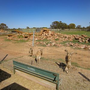 Aoudad enclosure