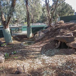 Common Wombat enclosure
