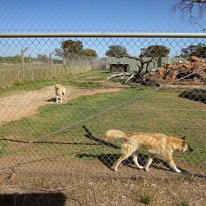 Dingo enclosure