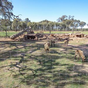 Himalayan Tahr enclosure
