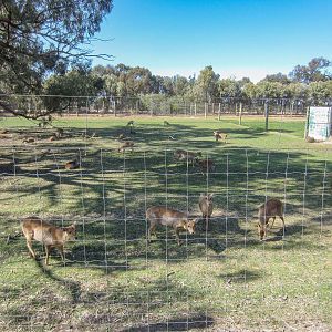 Hog Deer enclosure