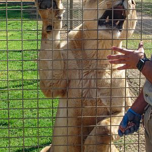 Lion presenting paw and teeth