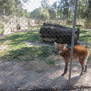 Maned Wolf enclosure