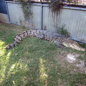 Saltwater Crocodile