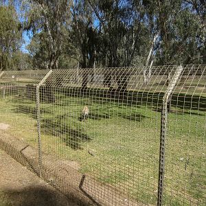 Spotted Hyena exhibit