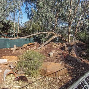 Tasmanian Devil enclosure