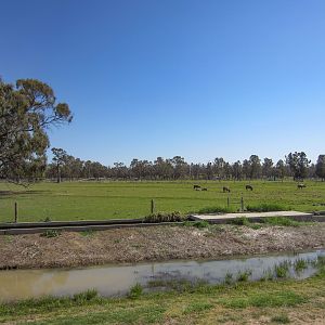 Water Buffalo enclosure