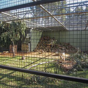Yellow-footed Rock Wallaby exhibit