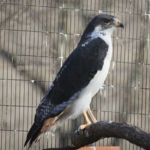 Augur Buzzard (Buteo augur)