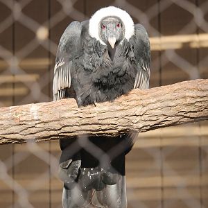 Andean Condor (Vultur gryphus)