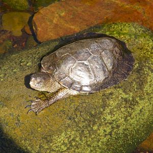 Southwestern Pond Turtle