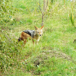 Black Backed Jackal, Hamerton