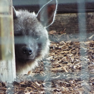 Brown Hyena, Hamerton