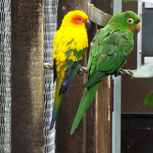 Sun and Cuban Conure, Hamerton