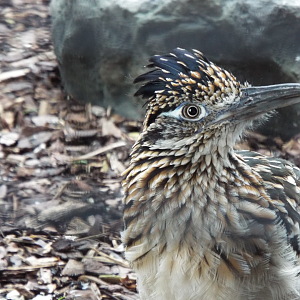 Road Runner, Hamerton