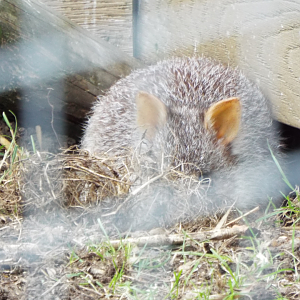 Rufous Bettong, Hamerton