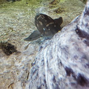 Green Cay Nature Center (2022) - Common Pleco
