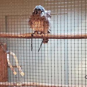 Green Cay Nature Center (2022) - Kilee the American Kestrel