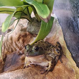 Green Cay Nature Center (2022) - Pig Frog