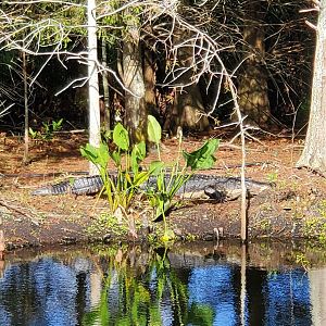 Green Cay Nature Center (2022) - American Alligator (wild)