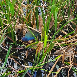 Green Cay Nature Center (2022) - Purple Gallinule (wild)
