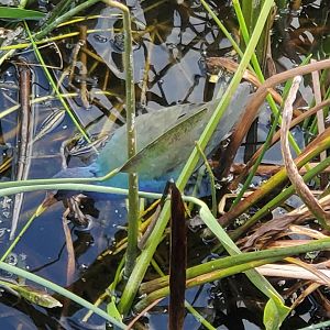 Green Cay Nature Center (2022) - Purple Gallinule (wild)