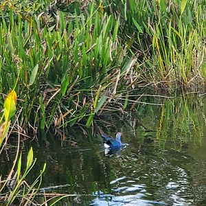 Green Cay Nature Center (2022) - Gray-headed Swamphen (wild)