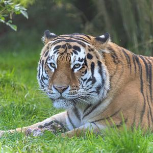 Amur tiger, ZSL Whipsnade, UK