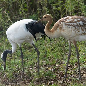 Red crowned crane and chick, Whipsnade, UK