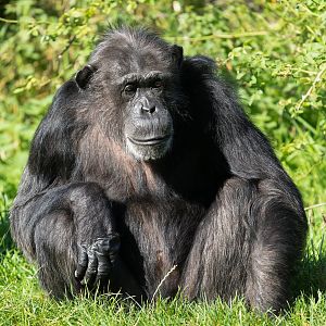 Female chimp (Koko), ZSL Whipsnade, UK