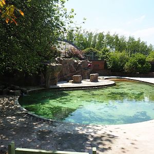 South American sea lion exhibit, 2023-05-19